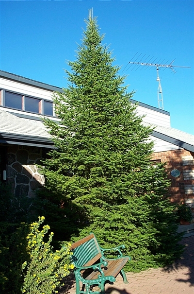 Balsam Fir