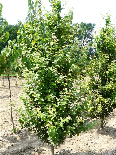 Column Siberian Crab Apple