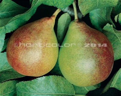 Golden Spice Pear