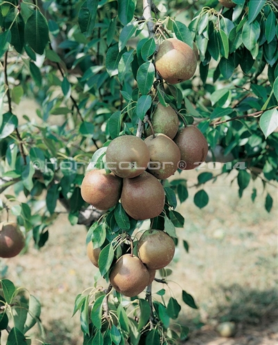 Flemish Beauty Pear